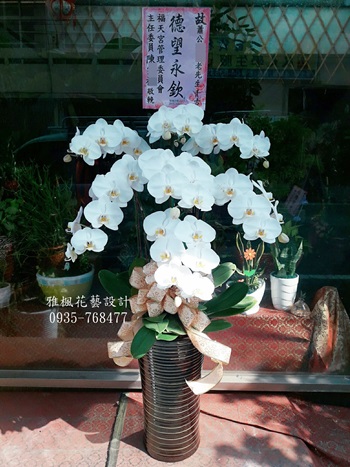 大埤花店，告別式白色蘭花盆栽莿桐花店，古坑花店