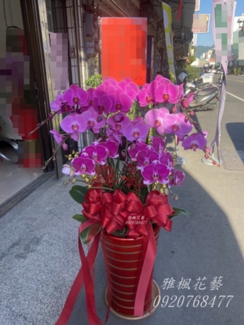 斗南花店連鎖店開業蘭花盆栽&朋友開餐廳送蘭花盆栽